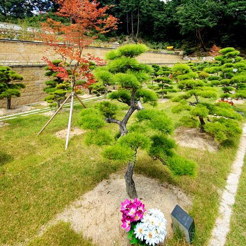 수목장