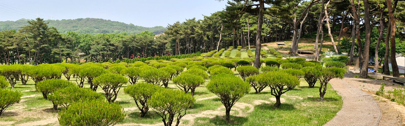 안산수목장